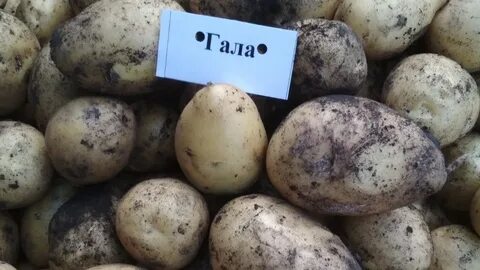 Картошка гала характеристика и описание сорта фото