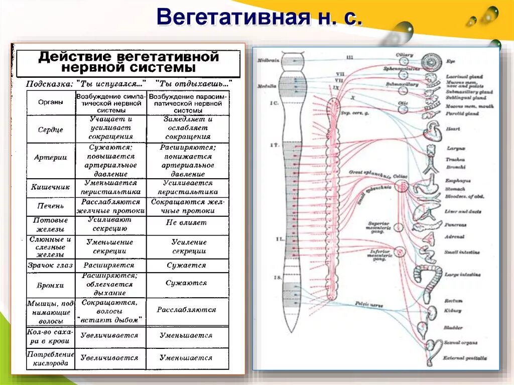 Вегетативная иннервация внутренних органов таблица. Строение отделов вегетативной нервной системы таблица. Схема иннервации вегетативной нервной системы. Вегетативная нервная система схема иннервации органов.