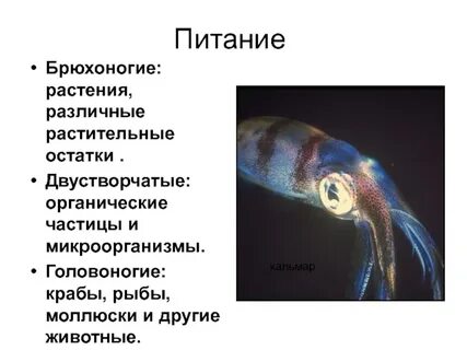 Питание моллюсков