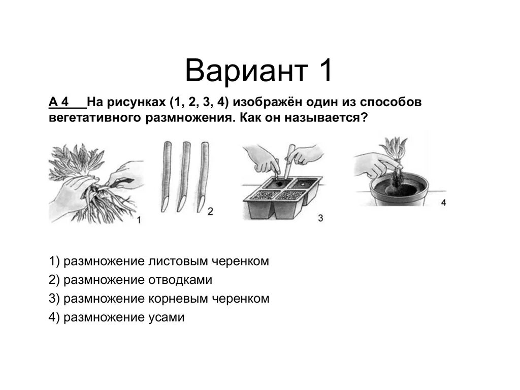 Вегетативное размножение растений задания. Вегетативное размножение комнатных растений схема. Задания по биологии вегетативное размножение растений. Вегетативное размножение листовыми черенками. Биология 6 класс вегетативное размножение растений лабораторная