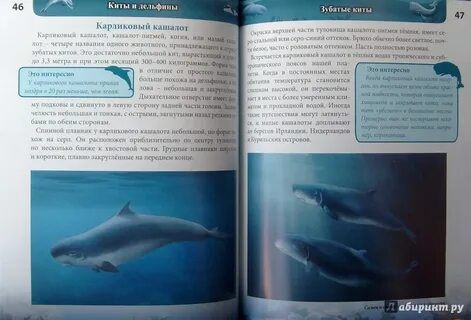 Книга киты дельфины