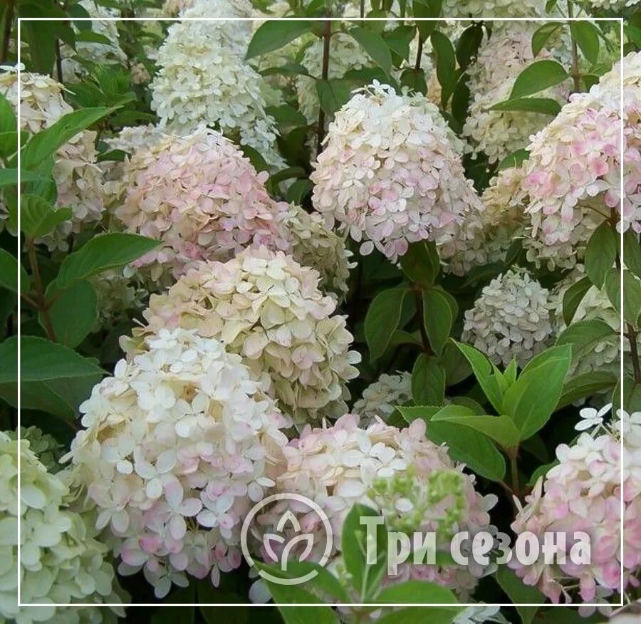 Самый крупный сорт гортензии метельчатой. Самый крупный сорт гортензии метельчатой