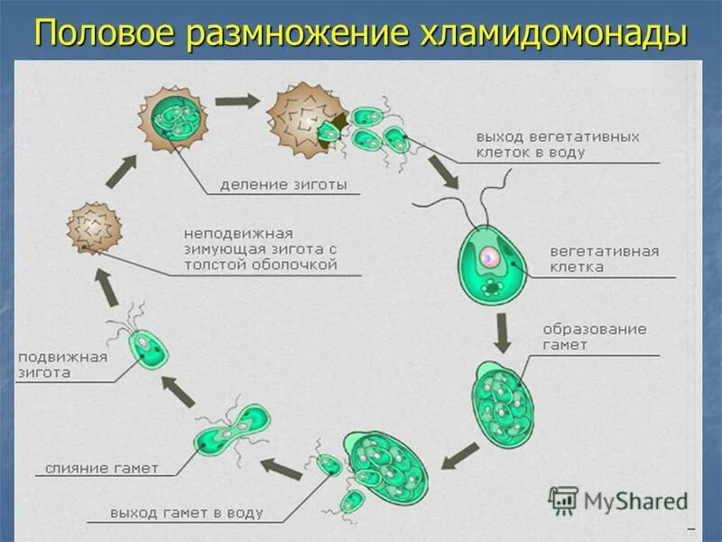 какое размножение у хламидомонады. схема размножения хламидомонады 6 класс биология. размножение водорослей хламидомонада. какое размножение у хламидомонады. бесполое размножение хламидомонады.