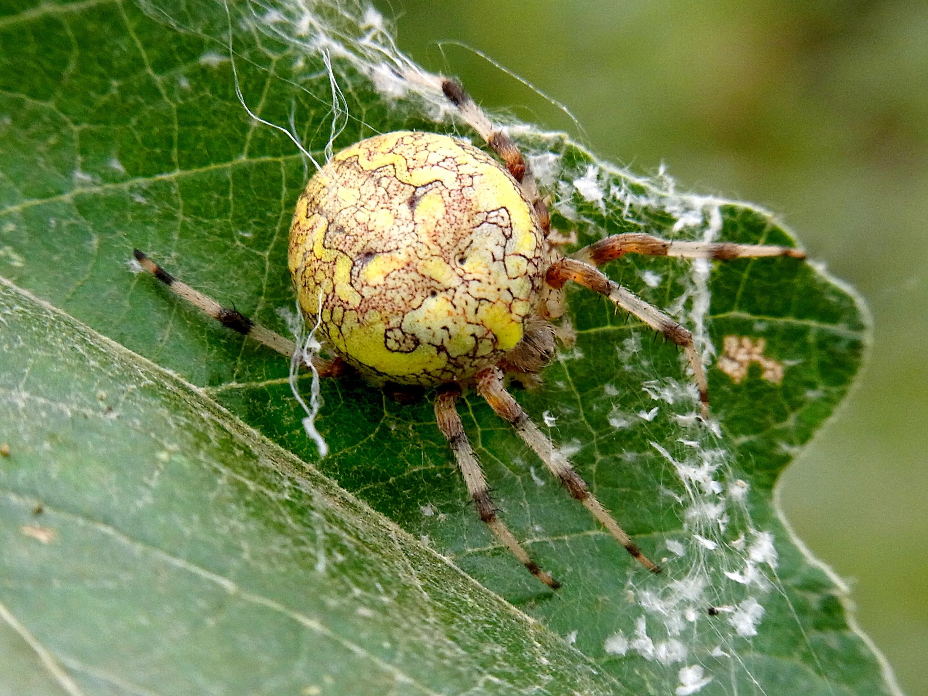 Крестовики аранеоморфные пауки. Паук araneus marmoreus. Паук крестовик большой. Крестовик мраморный. Паук araneus marmoreus.