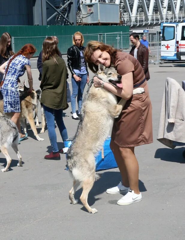 Мужик с собакой в крокусе. Крокус Экспо выставки собак. Крокус Сити Экспо выставки собак. Выставка собак Крокус Экспо 2011. Выставка собак в Крокус Экспо булли.