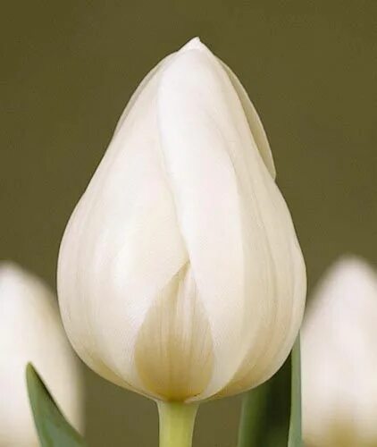 Tulip 2