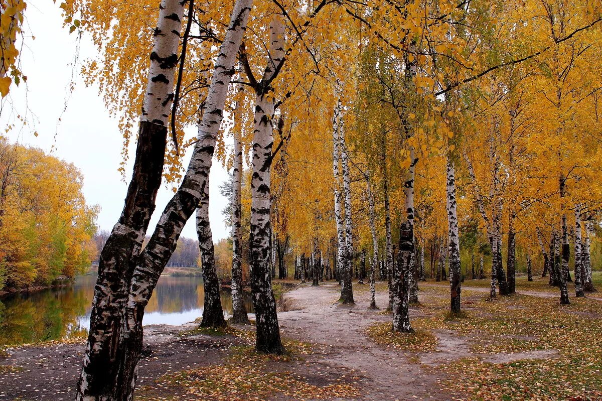 Осенняя береза. Береза ранней осенью. Берёза осенью в парке. Береза ранней осенью и поздней. Осенний парк с березами.
