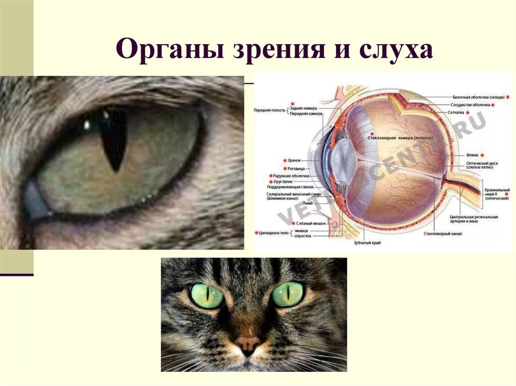 Орган зрения. Органы зрения млекопитающих. Строение органов зрения у животных. Органы зрения кошки. Орган слуха у млекопитающих