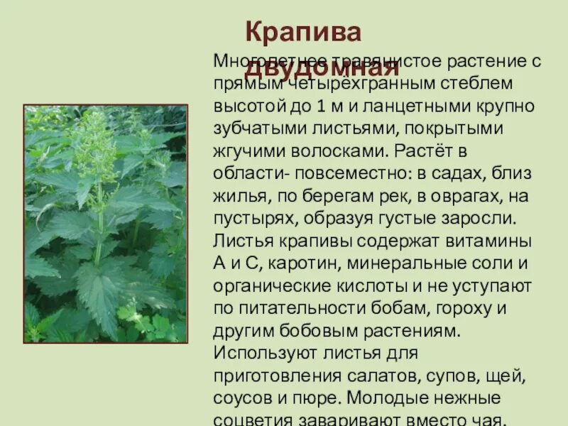 Крапива описание растения. Культурное травянистое растение крапива. Культурное травянистое растение крапива. Культурное травянистое растение крапива. Крапива лекарственное растение.