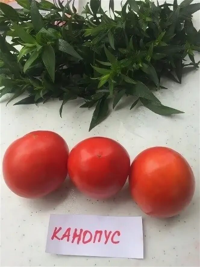 Томат канопус характеристика и описание. Томат манимейкер. Сорт томатов канопус. Сорт томатов канопус. Сорт томата канопус.