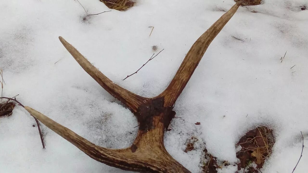 Рога лося видео