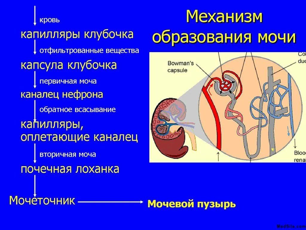 Последовательность движения мочи в организме человека. Процесс образования мочи схема. Механизм образования первичной мочи схема. Образование первичной мочи анатомия. Образование и выделение мочи.