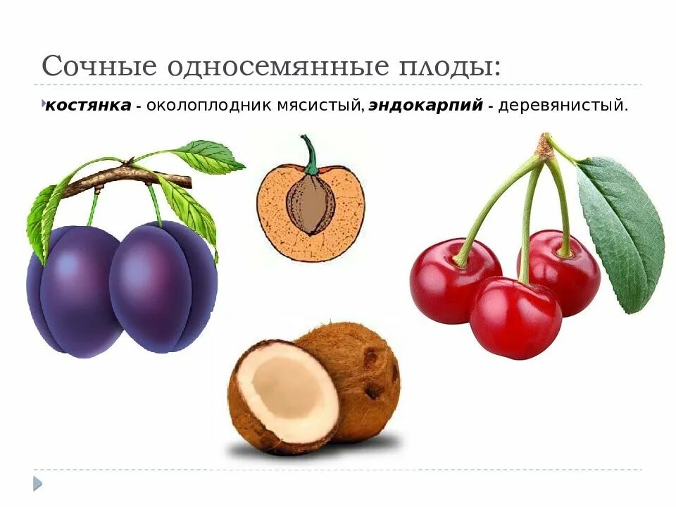 Односемянные и многосемянные плоды. Сочные односемянные плоды. Сочные односемянные плоды ягоды. Односемянный плод костянка.