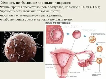 Оплодотворение яйцеклетки ощущения женщины