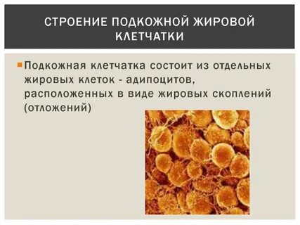 Подкожная хроническая клетчатка