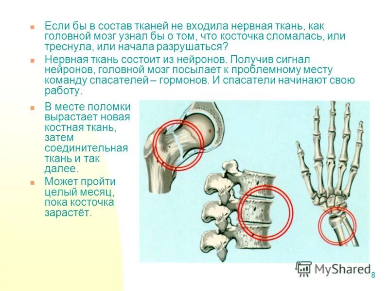 скелет состоит из. какие ткани входят в состав скелета. какие ткани входят в состав скелета. какие ткани входят в состав скелета. строение костей компактное вещество губчатое вещество надкостница.
