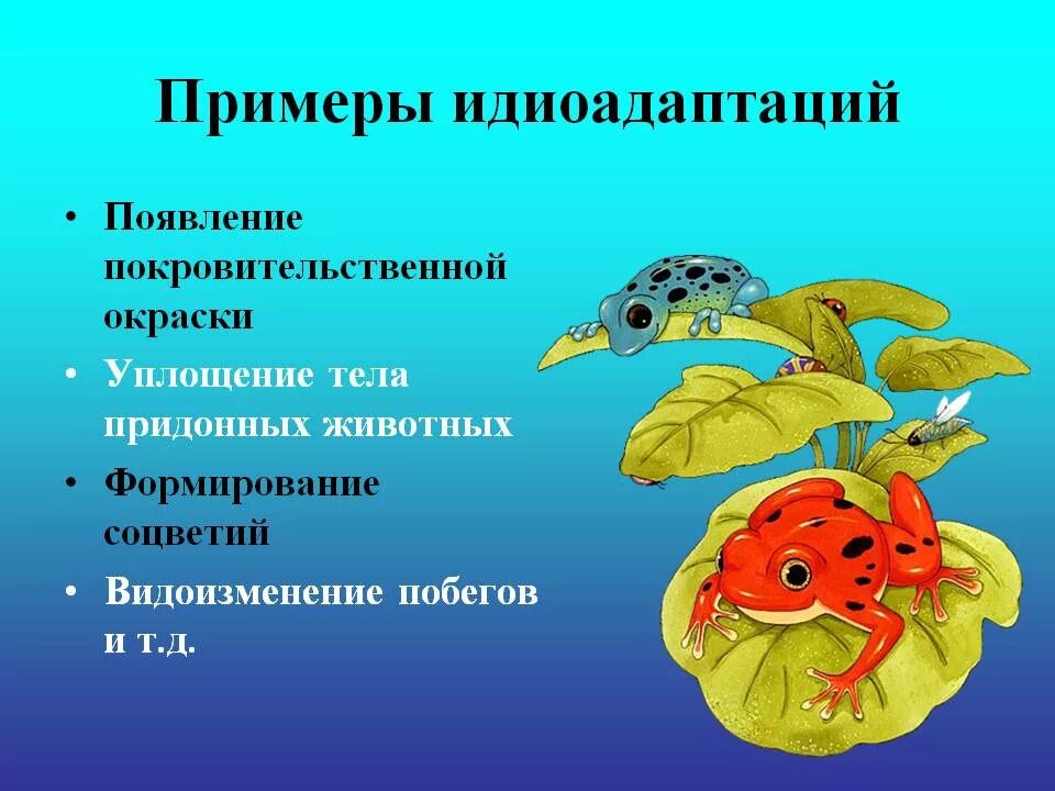 Ароморфоз адаптация. Идиоадаптация. Идиоадаптация примеры. Идиоадаптация у животных. Идиоадаптация у растений и животных.