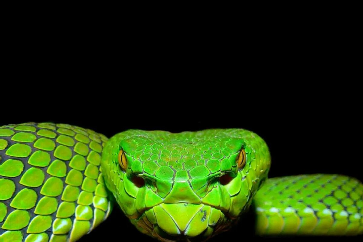 Is there a snake