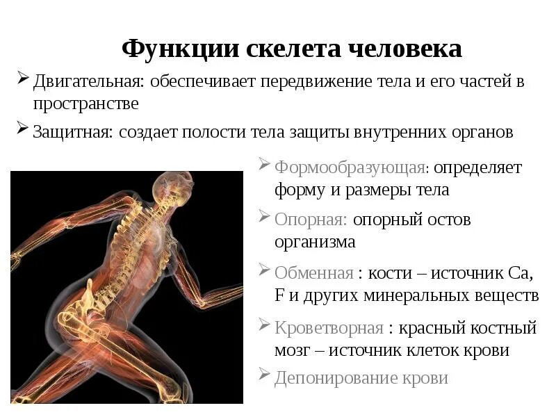 Обеспечивает перемещение тела в пространстве управляется соматическим