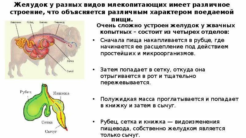 Верная последовательность процессов пищеварения у млекопитающих. Желудок коровы функции отделов. Строение пищеварительной системы жвачных животных. Пищеварительная система жвачных корова. Функции отделов желудка жвачных животных.