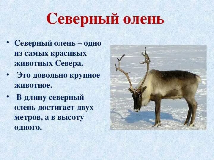 Описание Северного оленя 2 класс. Рассказ про Северного оленя. Северный олень описание. Интересные факты о Северном олене.