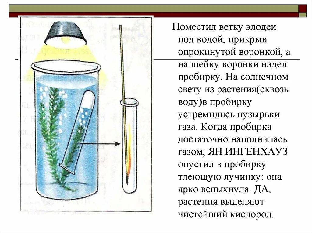 Опыт фотосинтез вода. Опыт с элодеей. Опыт фотосинтез Элодея. Опыт выделение кислорода на свету. Опыты изучения фотосинтеза.