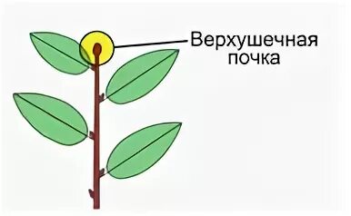 Почка расположенная в пазухе листа