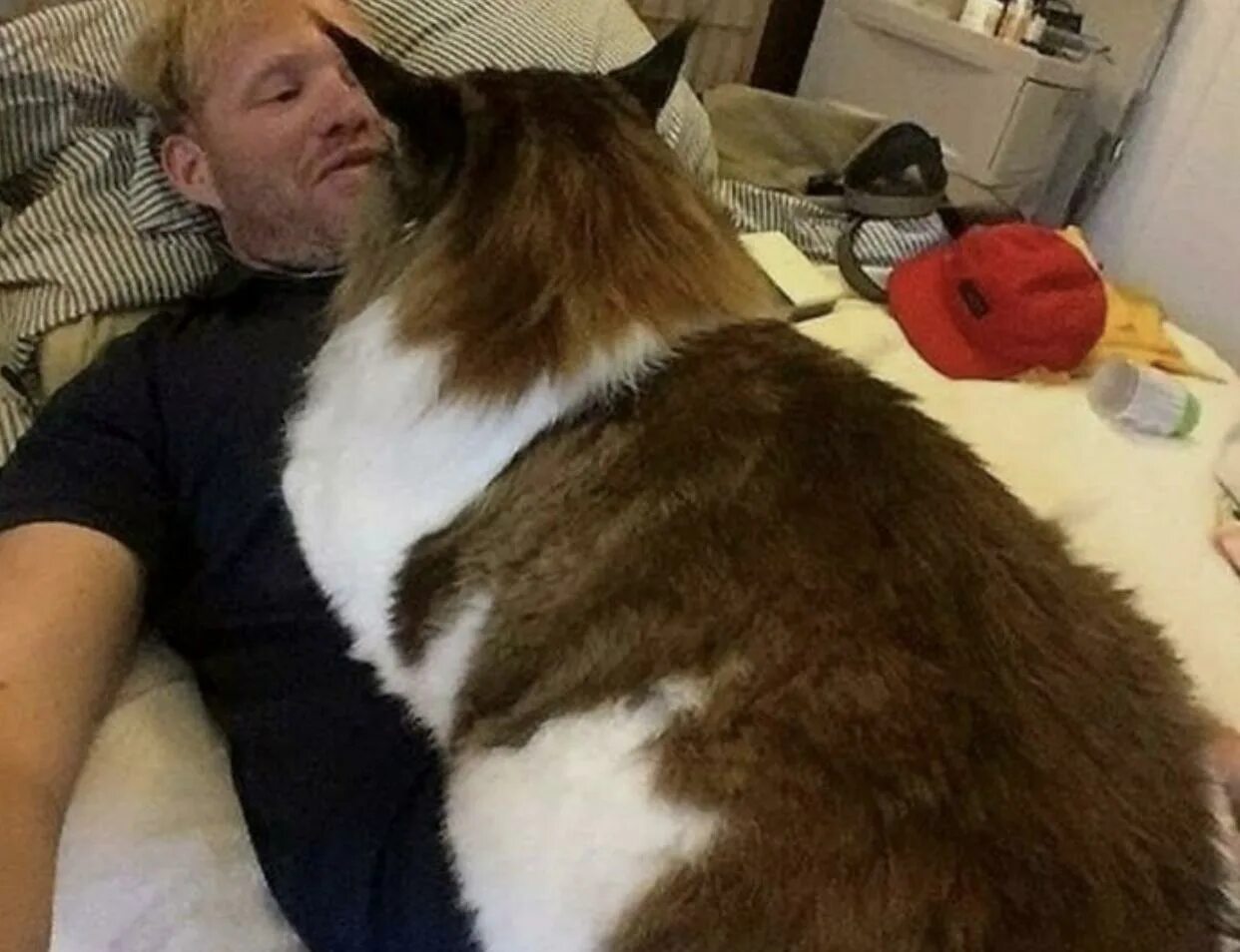 Большая кошка мейн кун. Огромный кот видео. Кот гигант мейн кун. Самые толстые коты в мире. Кот самсон мейн кун.