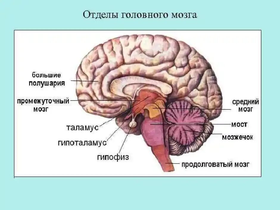 Головной мозг строение 8 кл. Схема строения головного мозга и его отделы. Отделы головного мозга. 8 Кл. Структуры головного мозга биология 8 класс.