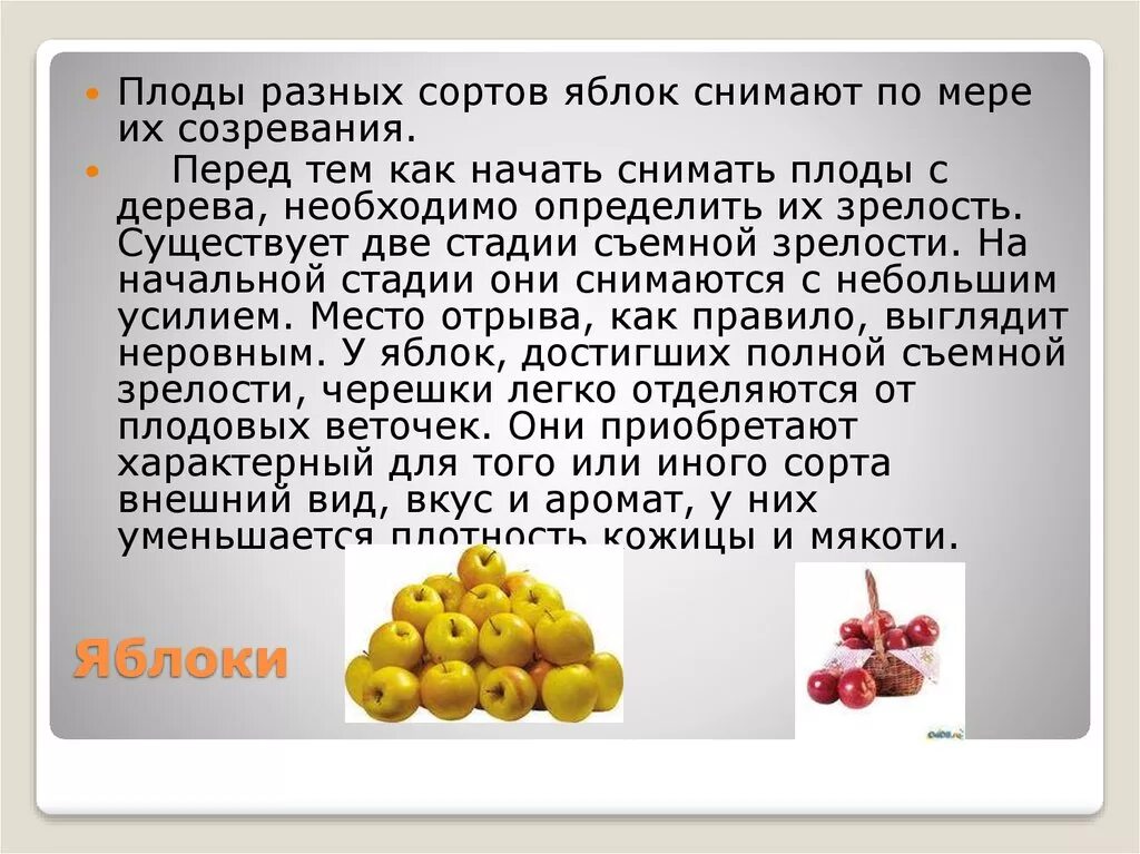 Внутри плодов созревают. Две стадии зрелости яблок. Назовите две стадии зрелости яблок.. Созревание плодов. Степень созревания яблок.