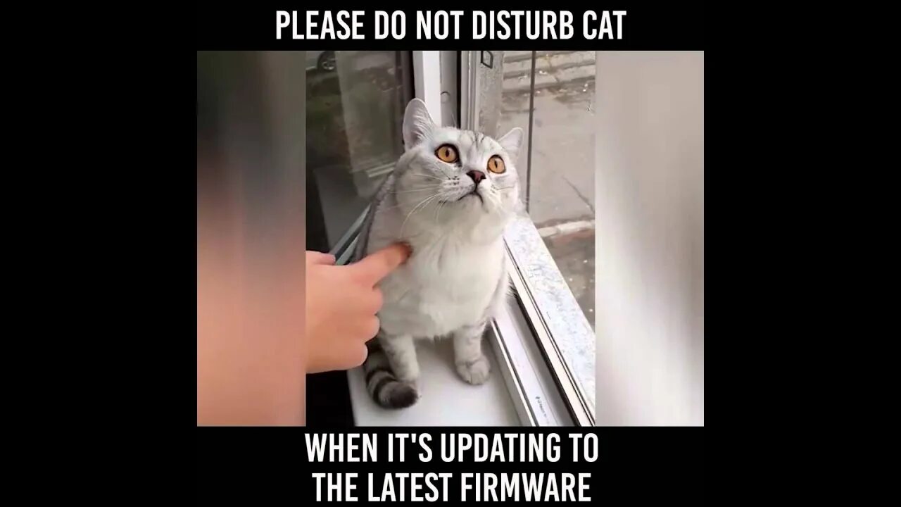 The cat is not. Do not the cat. please do not the cat. please do not the cat meme. please do мем.