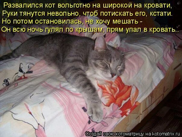 Не хочется мешать. Кот развалился на кровати. Котик развалился. Кот распадается.