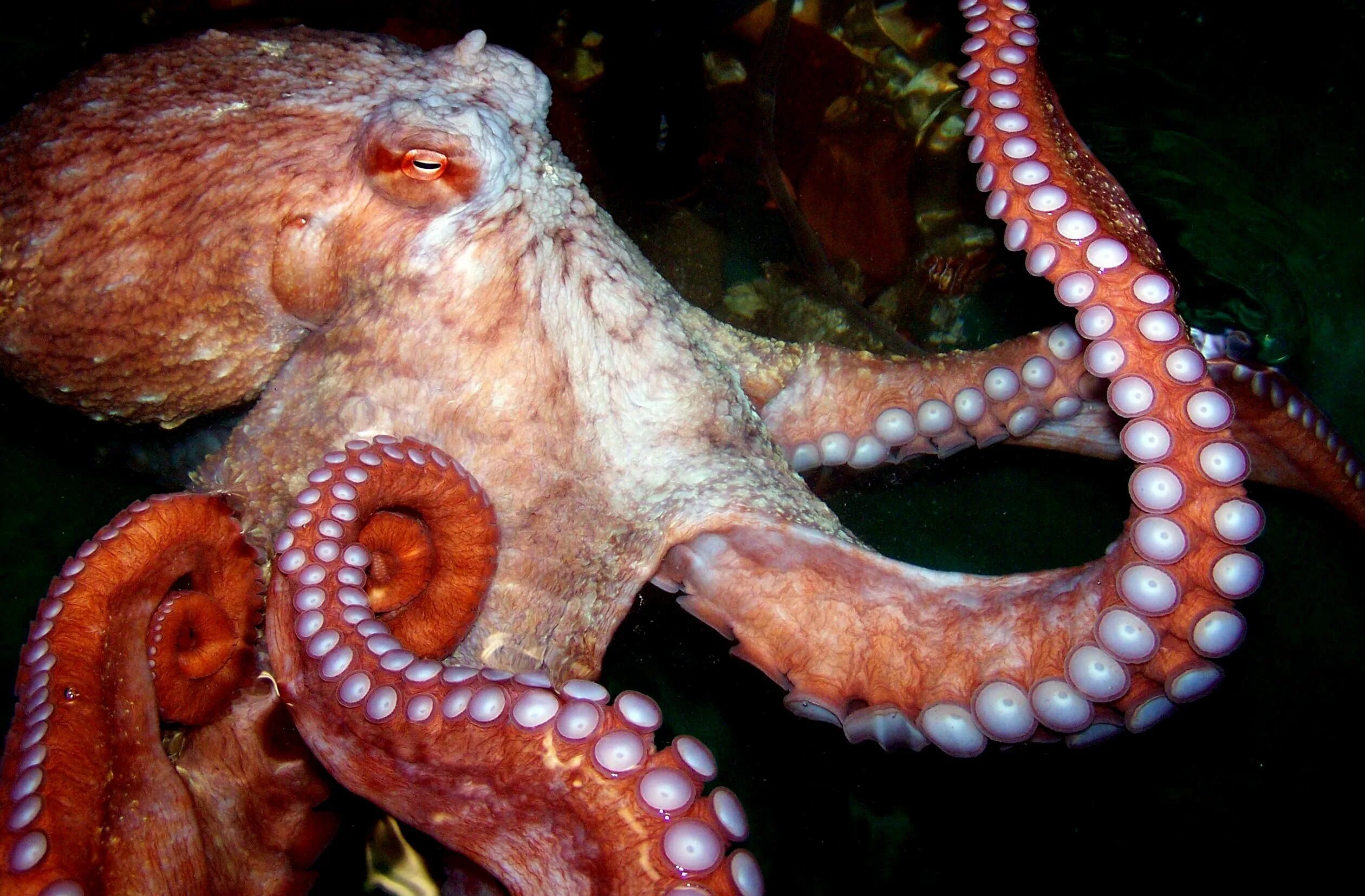 Головоногие моллюски осьминог. Октопус что это. Осьминог octopus vulgaris. Карликовый осьминог. Октопус что это.