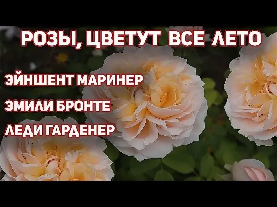 Роза эмили фото и описание отзывы Галерея Gentle Hermione (AUSrumba) Энциклопедия роз