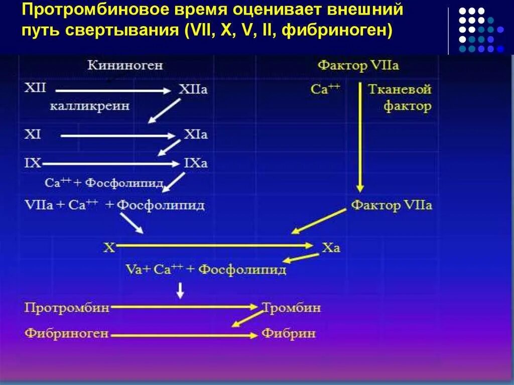 Протромбиновое время повышено у мужчин. Свертывание крови протромбин. Протромбиновое время. Внешний путь свертывания. Определение протромбинового времени.