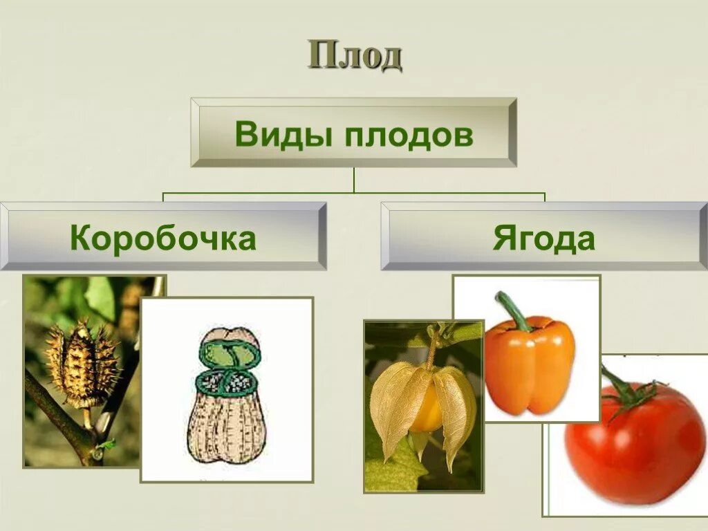 Род паслен класс двудольные семейство пасленовые. Семейство Паслёновые плоды биология 6 класс. Тип плода коробочка. Строение плода пасленовых. Виды коробочек плодов.