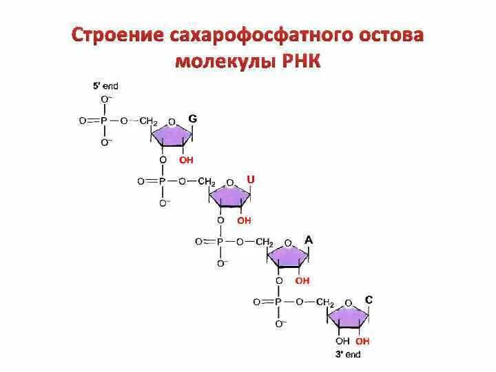 Вторичная структура ДНК сахарофосфатный остов. Сахарофосфатный остов ДНК. Сахарно фосфатный остов. Схема строения РНК.