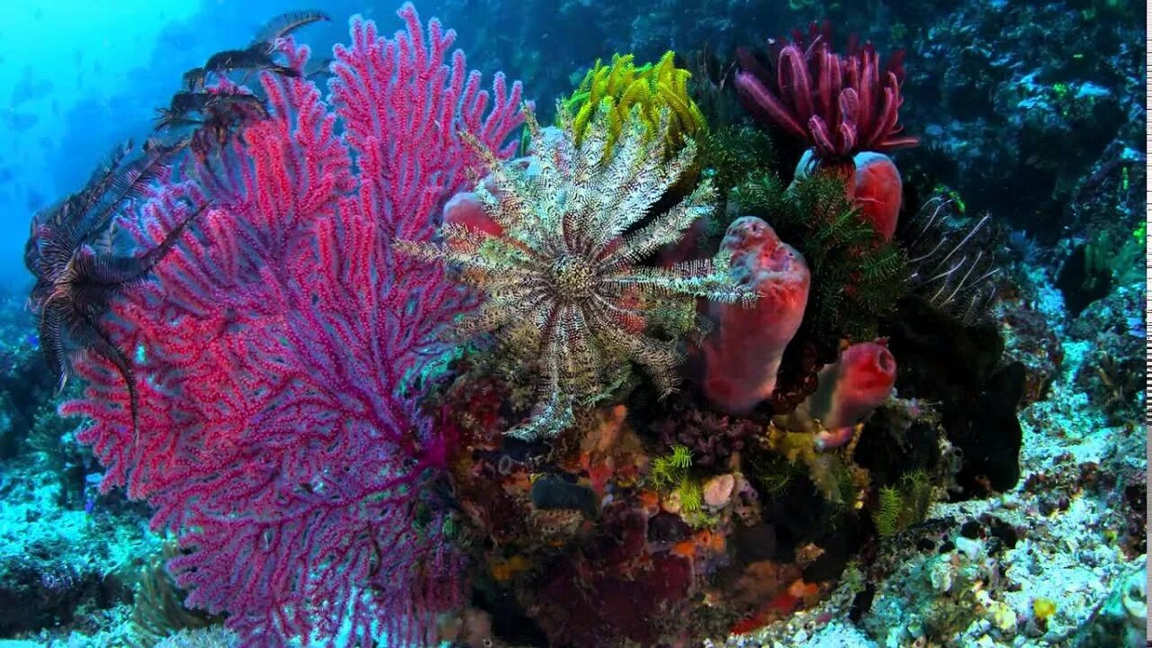 Coral life. Коралловые рифы красного моря. Нац парк Комодо кораллы рифы. Большой Барьерный риф. Карибский бассейн морские рифы.