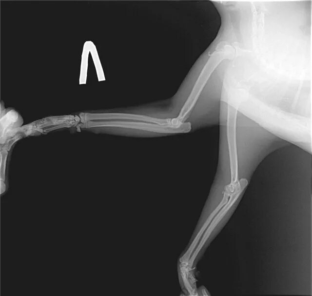 вывих локтевого сустава у собаки рентген. разрыв связки у собаки задней лапы. доберман на задних лапах. дисплазия тазобедренных суставов у лабрадоров. джек рассел вывих лапы.