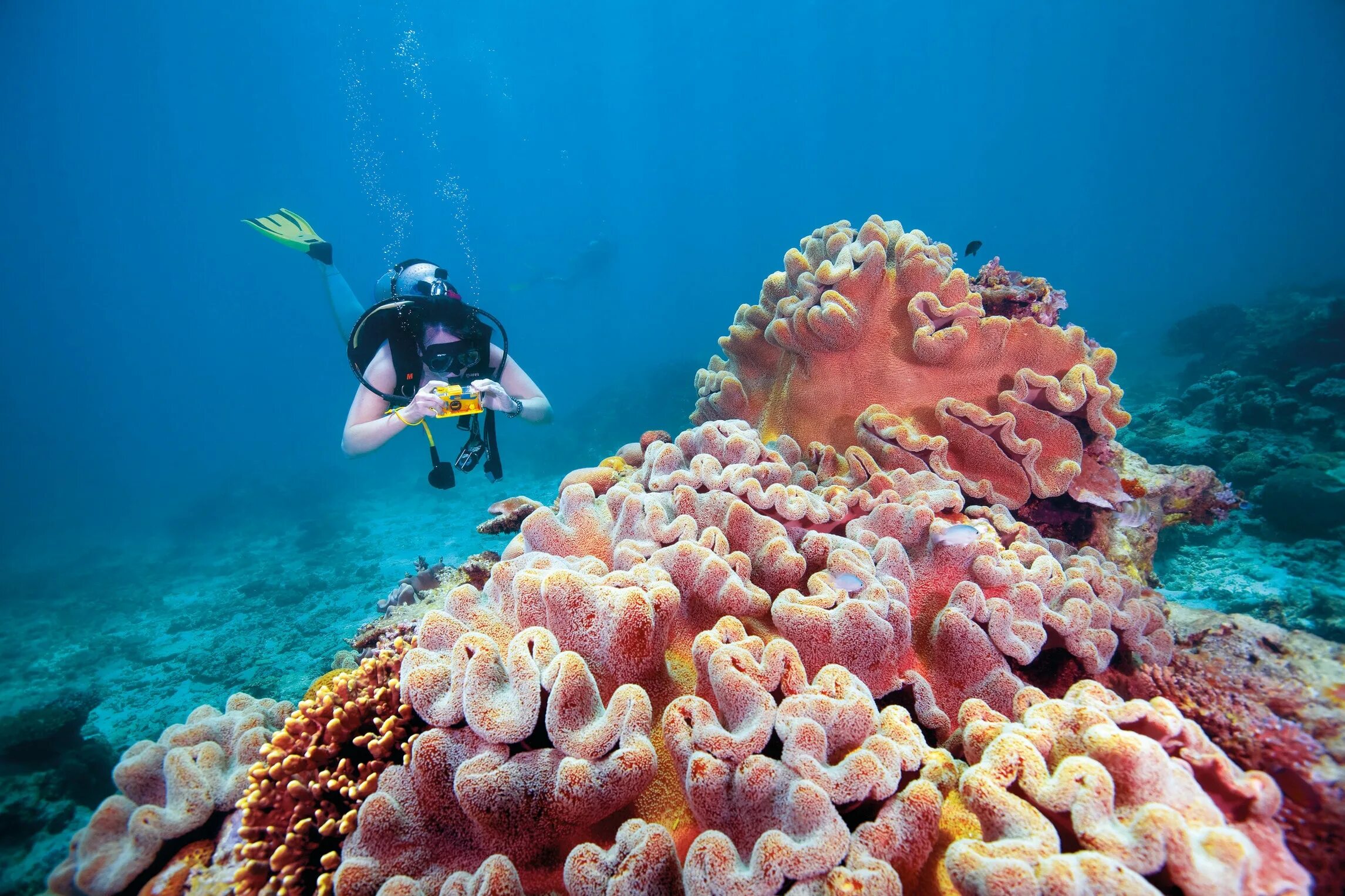 Reef tourism. Жак Ив Кусто большой Барьерный риф. Атлантический океан коралловый риф. David Attenborough and great Barrier Reef. Жак Ив Кусто подводный мир.