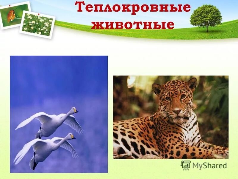 теплокровные позвоночные животные. теплокровные и холоднокровные животные. птицы теплокровные или холоднокровные. пресмыкающиеся холоднокровные животные. теплокровные животные птицы.