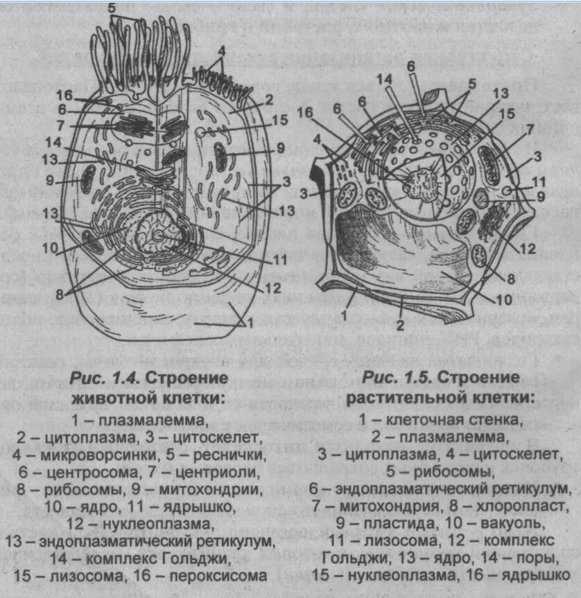 Организации эукариотической клетки. Строение эукариотической клетки животной и растительной. Ультраструктурная организация эукариотической клетки. Структура эукариотической растительной клетки. Ультраструктурное строение эукариотической клетки.