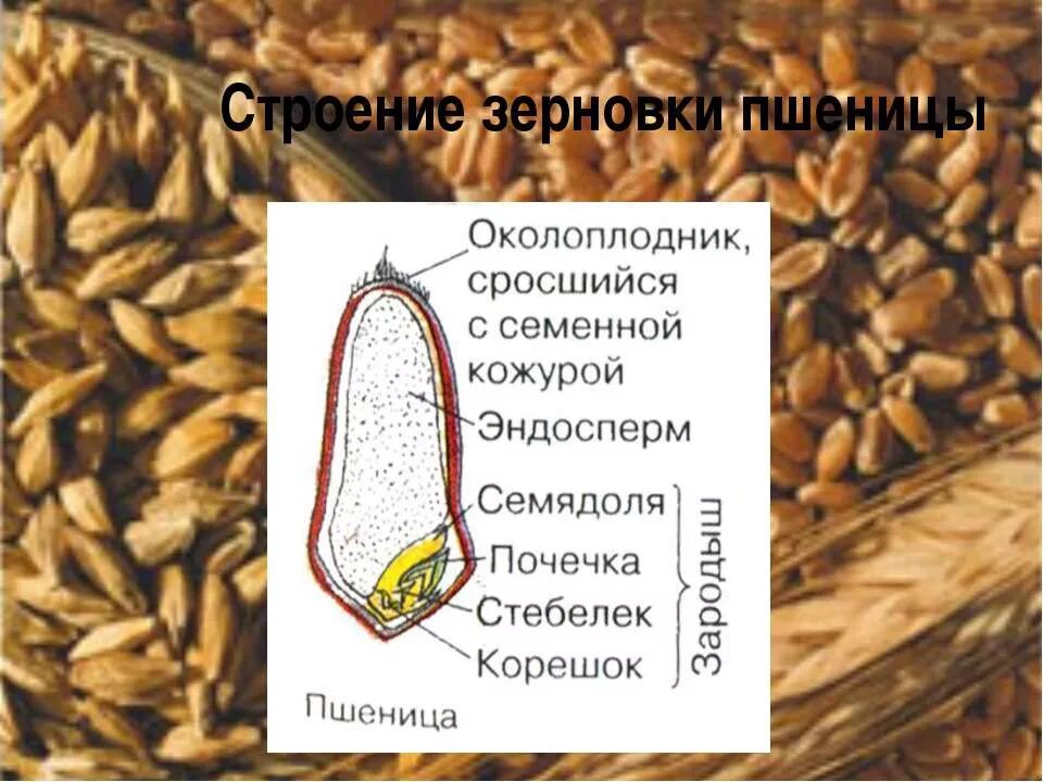 В семени пшеницы есть. Строение зерновки. Околоплодник сросшийся с семенной кожурой эндосперм. Семя пшеницы. Околоплодник срастается с семенной кожурой.