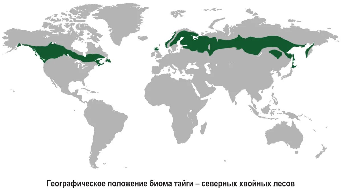 Географическое положение тайги 8 класс. Географическое расположение тайги на карте. Географическое положение тайги в мире. Зона тайги на карте Евразии. Географическое положение тайги в России на карте.