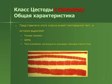 Характеристика класса ленточные черви