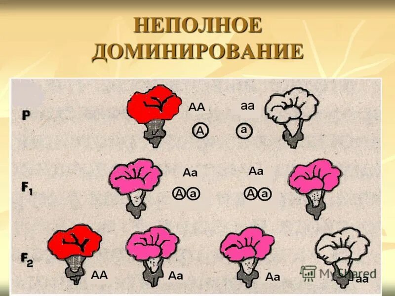 В случае доминирования по определенному признаку. Тип наследования неполное доминирование. Неполное доминирование ночная красавица фенотип. Не подное доминирование. Неполное доминирование примеры.