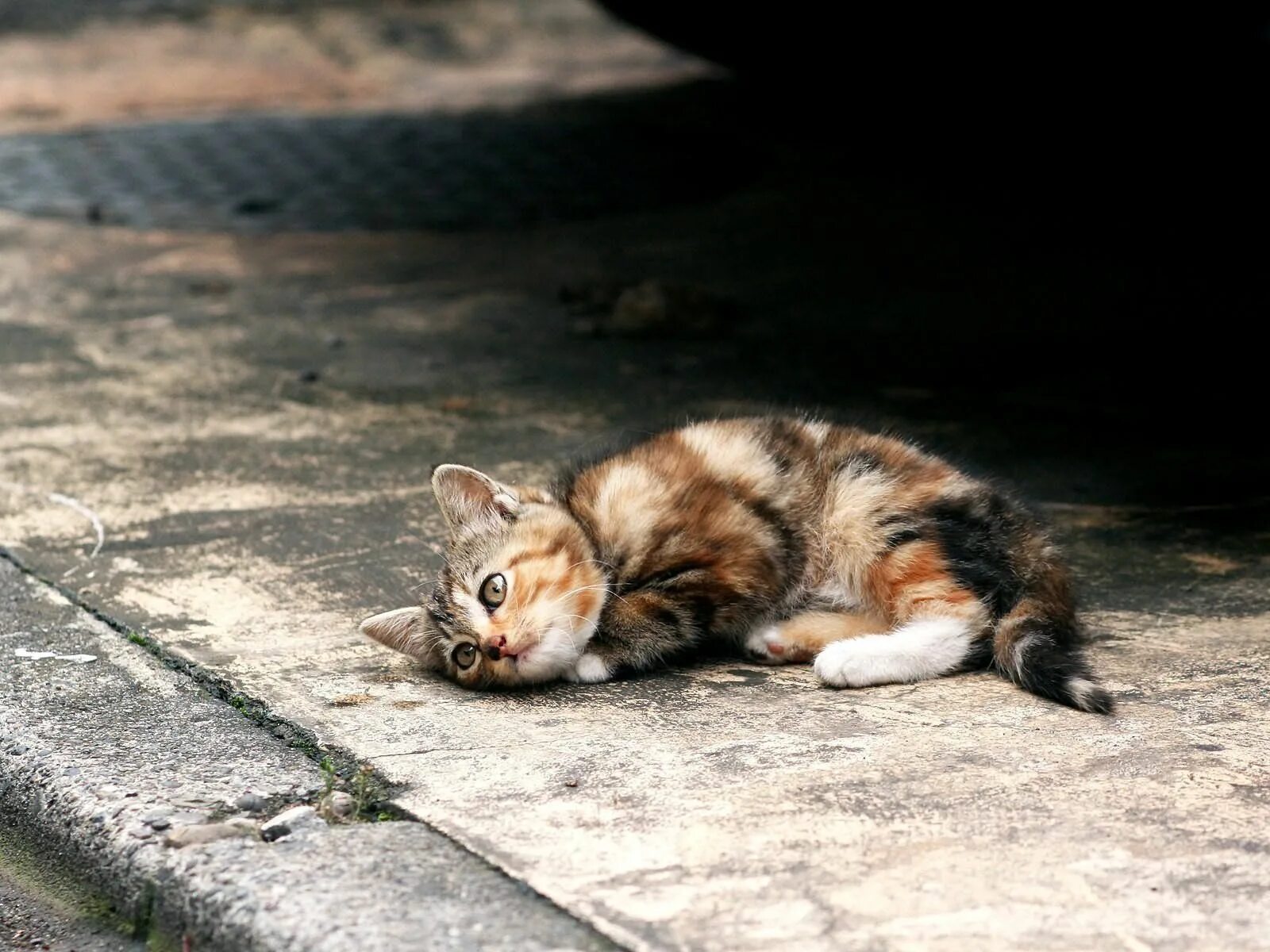 Мимо котенок. Бездомные кошки. брошенный котенок. бездомный кот на улице. котенок на улице.