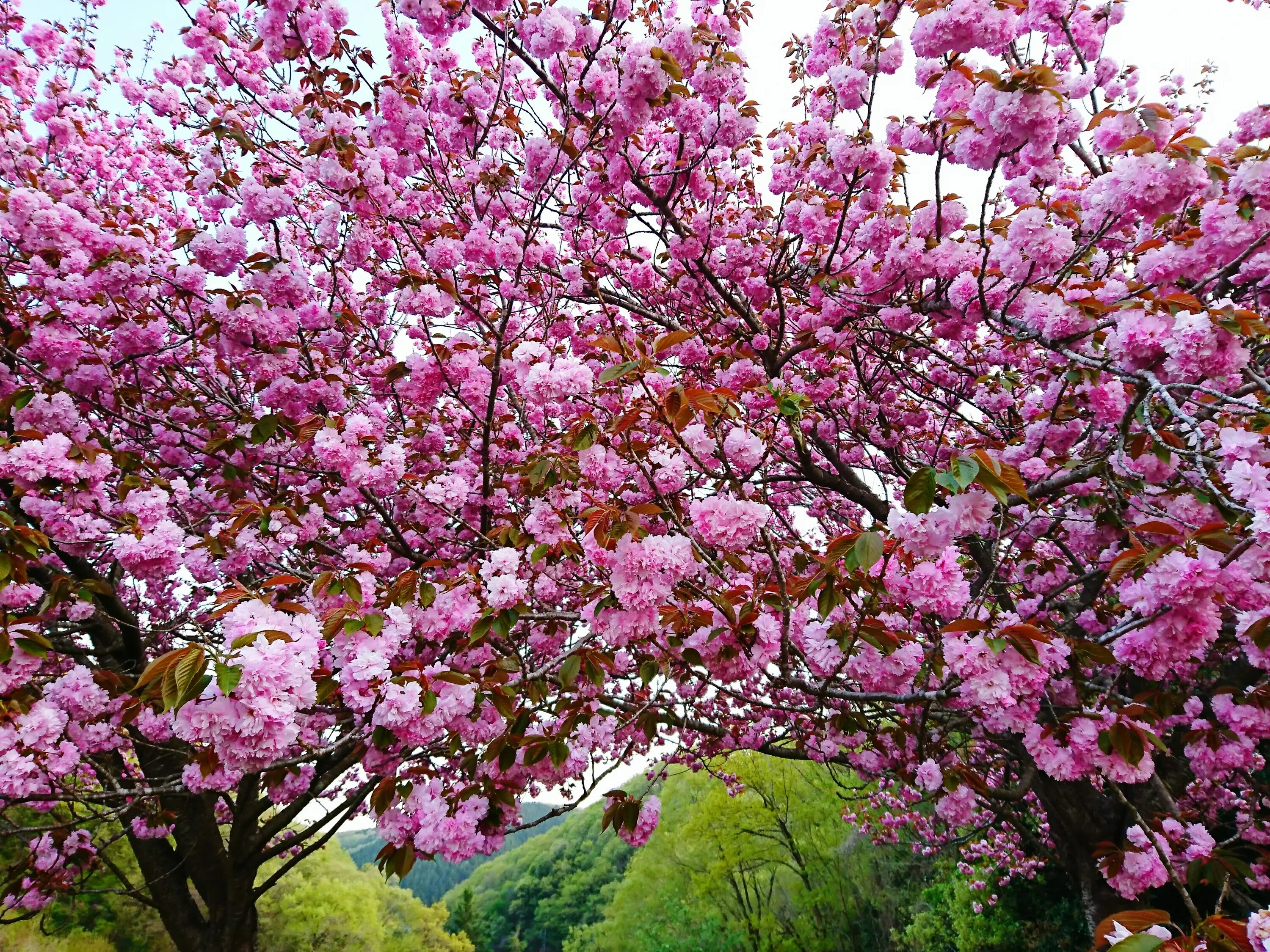Цветущее дерево персика. Сакура-бобовник. Цветение персиковых деревьев в Японии -фото. Нектарин дерево цветущее. Цветение дерево персик Калининград.