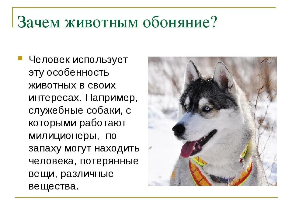 Как человек использует собак