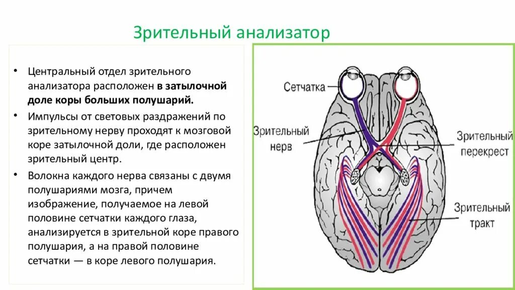 Функции каждого отдела анализатора. Проводниковый и Центральный отделы зрительного анализатора. Центральный отдел зрительного анализатора функции. Строение зрительного анализатора. Центральный отдел зрительного анализатора расположен в.